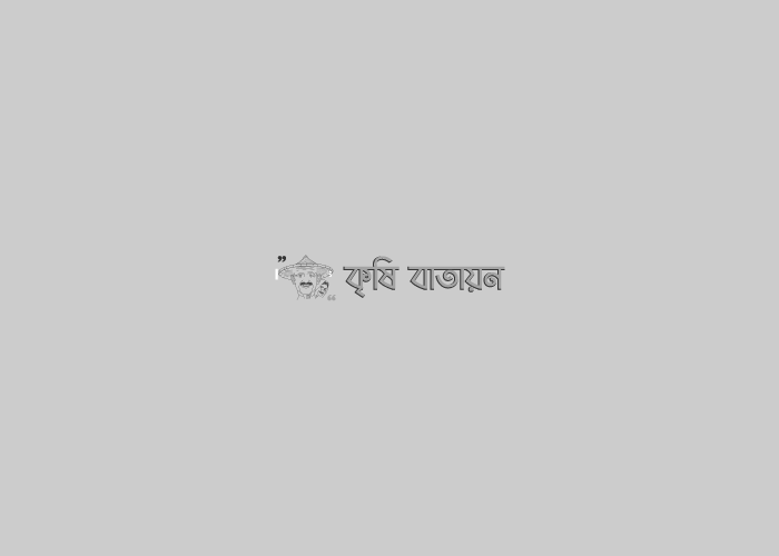 টমেটো চাষ